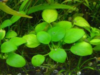 /album/fotogaleria-anubias-barteri-nanaaaa/anubias-barteri-nana-1-jpg2/